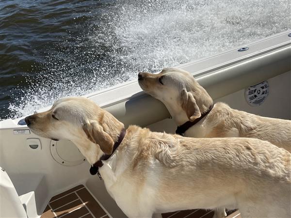 Newman and Estelle Panuska Pups